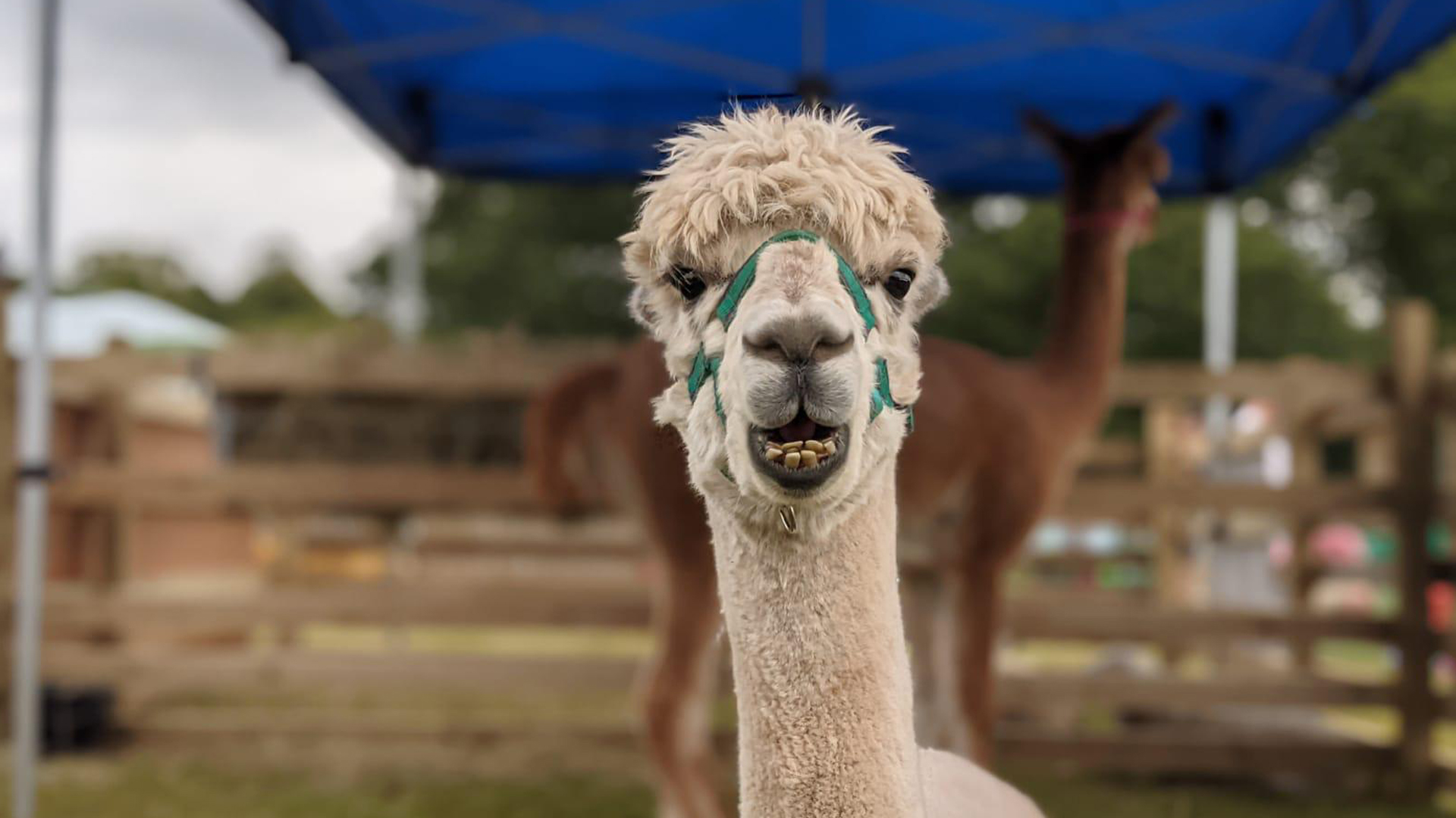 Alpacas – White Post Farm