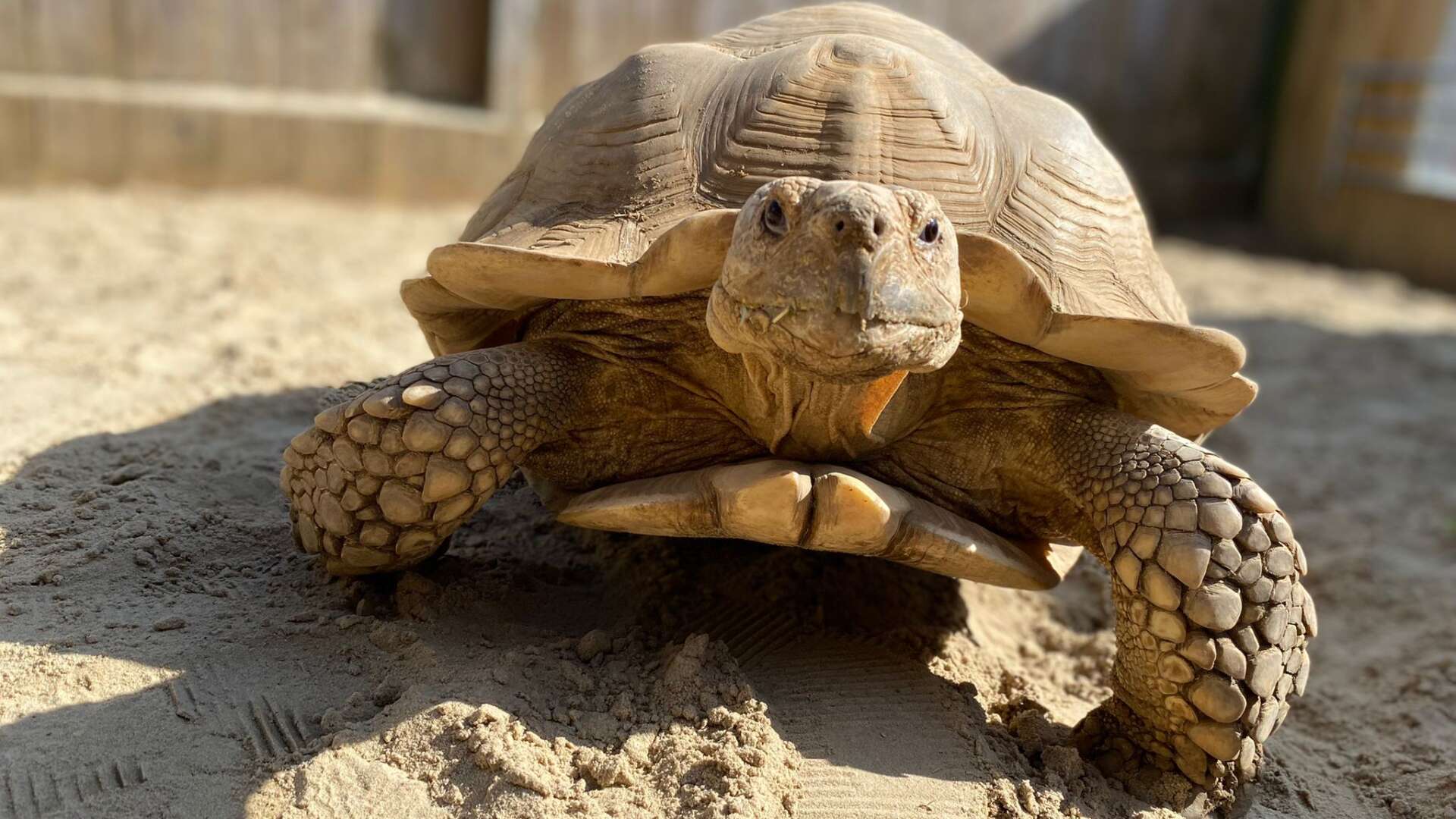 Sulcata Tortoise