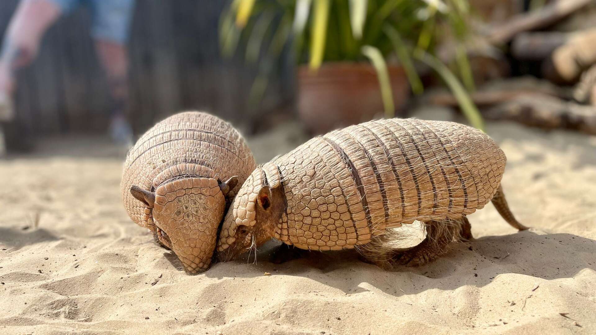 Armadillo