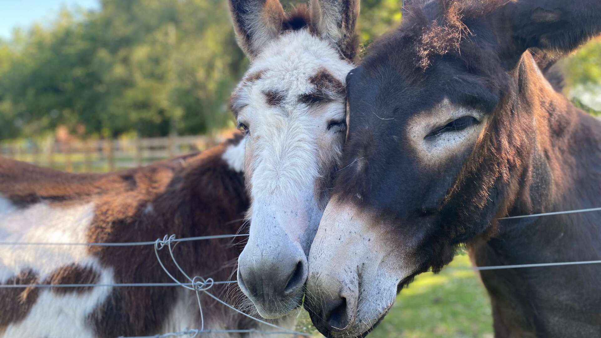 Donkeys