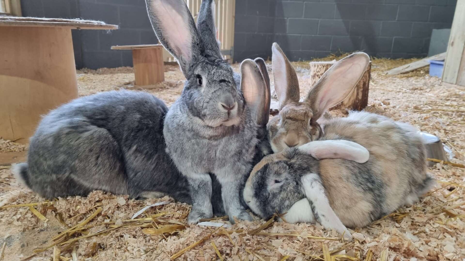 Giant Continental Rabbits