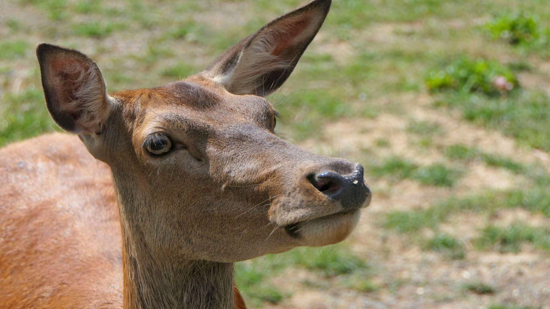 deer-3732198