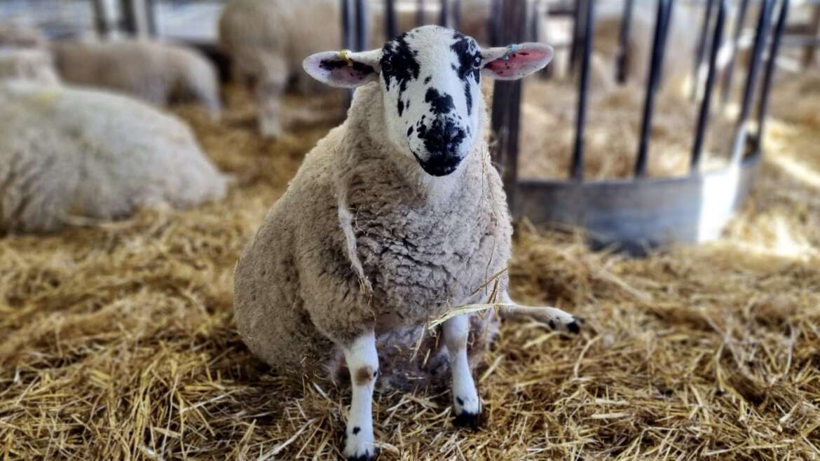 Lambing and Kidding Season is Here! Here’s What to Expect…