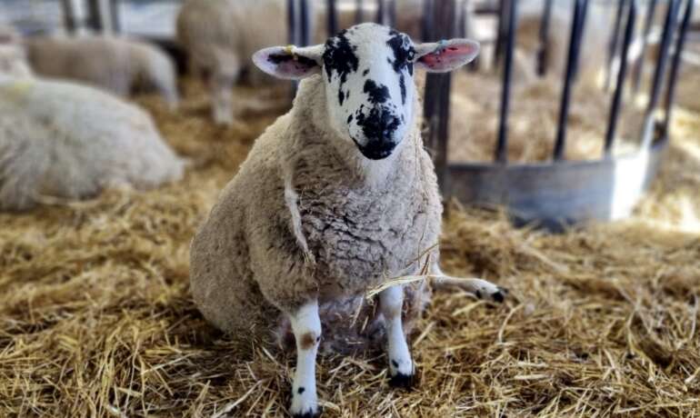 Lambing and Kidding Season is Here! Here’s What to Expect…