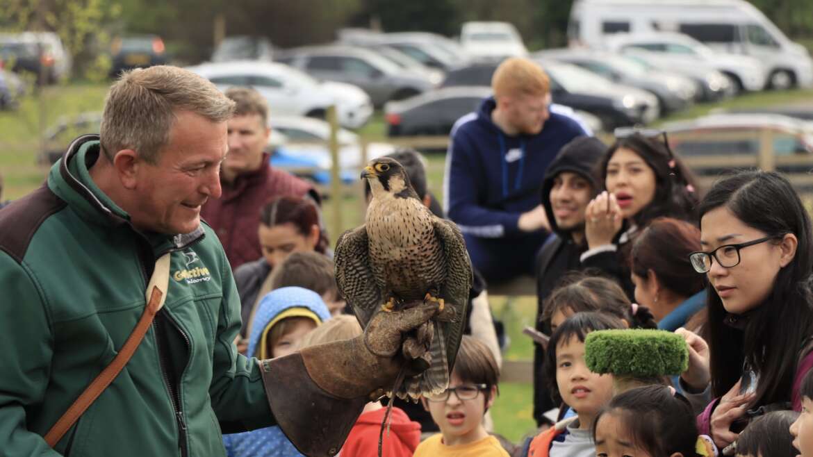 A Day in the Life of Falconer Simon