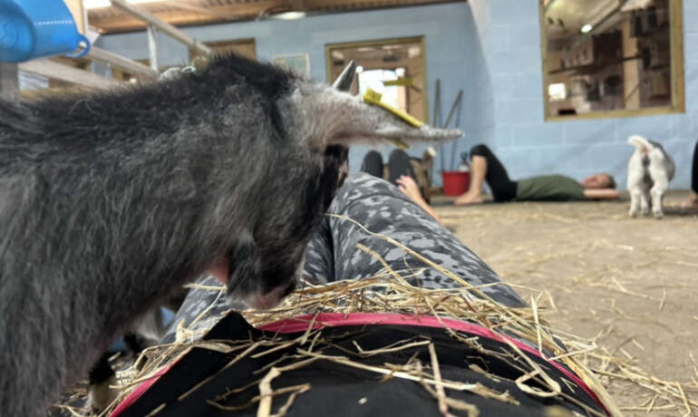 Goat Yoga with Farmer Morgan!