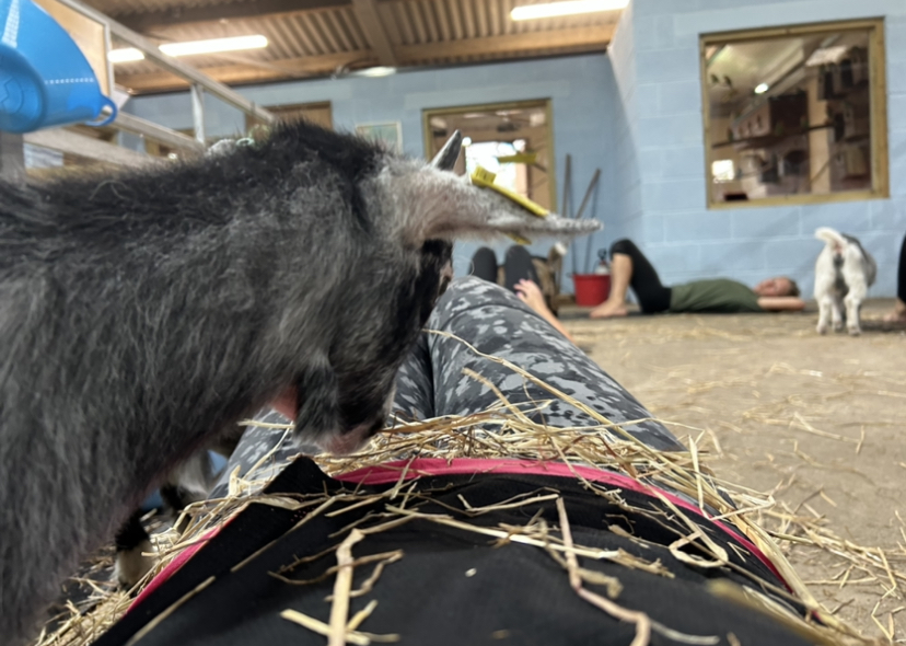 Goat Yoga with Farmer Morgan!