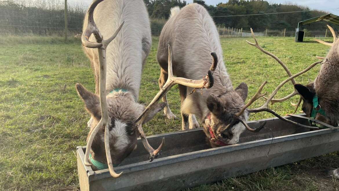 Our Reindeer Have Arrived!