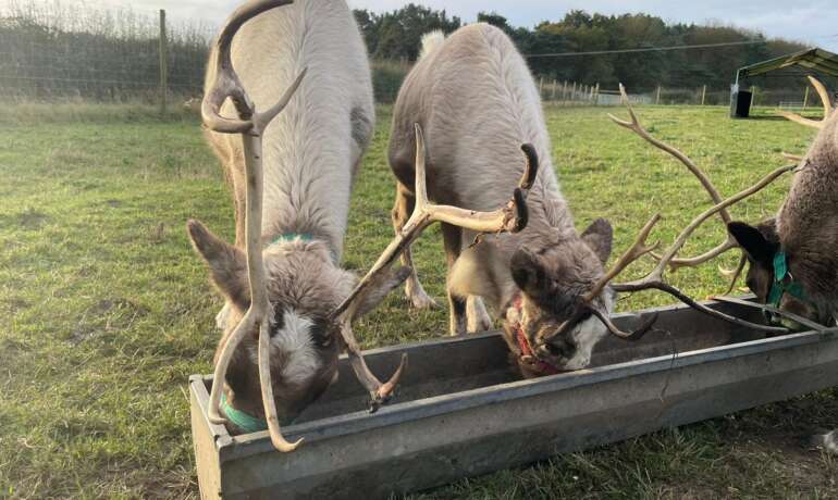 Our Reindeer Have Arrived!