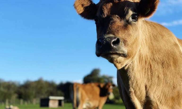 Fun at the Farm… How to spend your day!