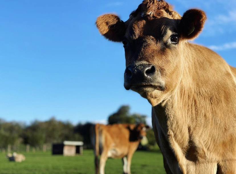 Fun at the Farm… How to spend your day!