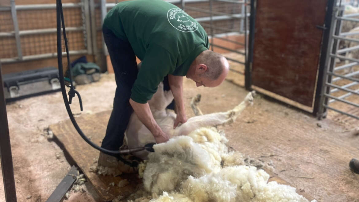 All About Sheep Shearing – with Mike Hewson!