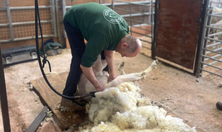 All About Sheep Shearing – with Mike Hewson!