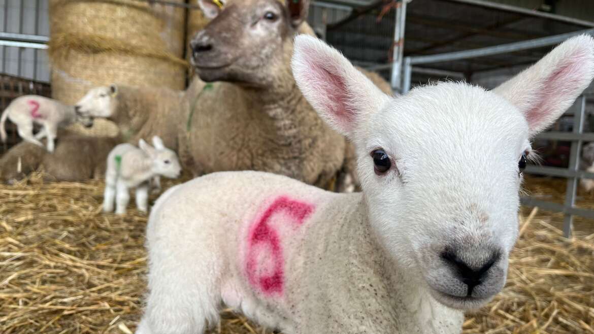 Farmer Jim’s Lambing Experience!