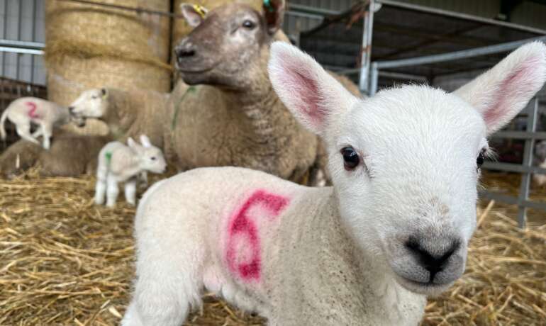 Farmer Jim’s Lambing Experience!