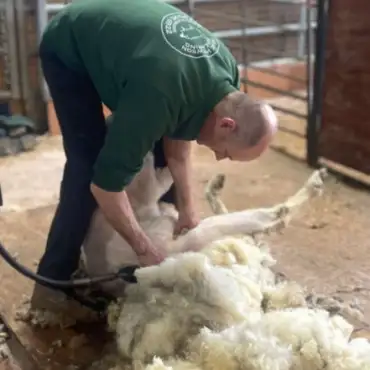 All About Sheep Shearing – with Mike Hewson!