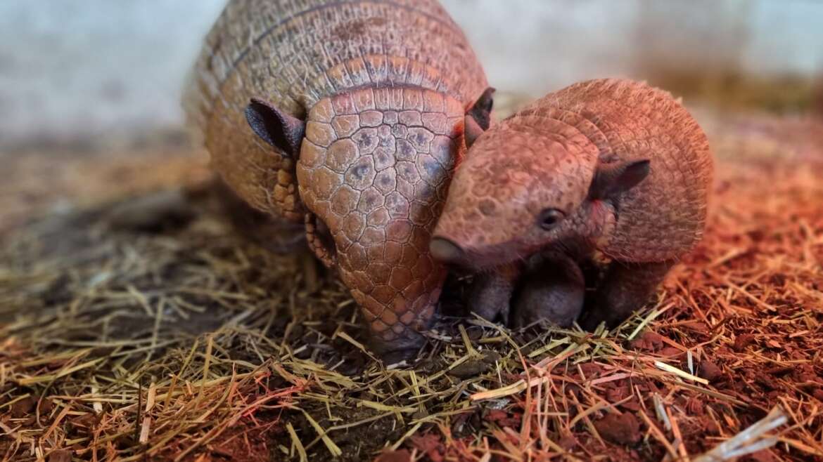 Lots of Animal babies at the Farm!