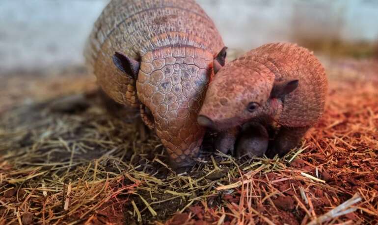 Lots of Animal babies at the Farm!