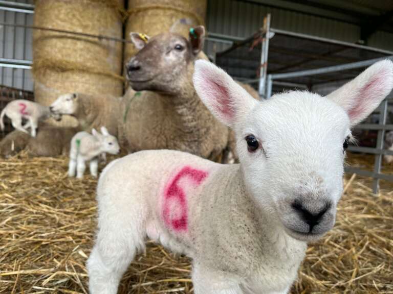 Farmer Jim’s Lambing Experience