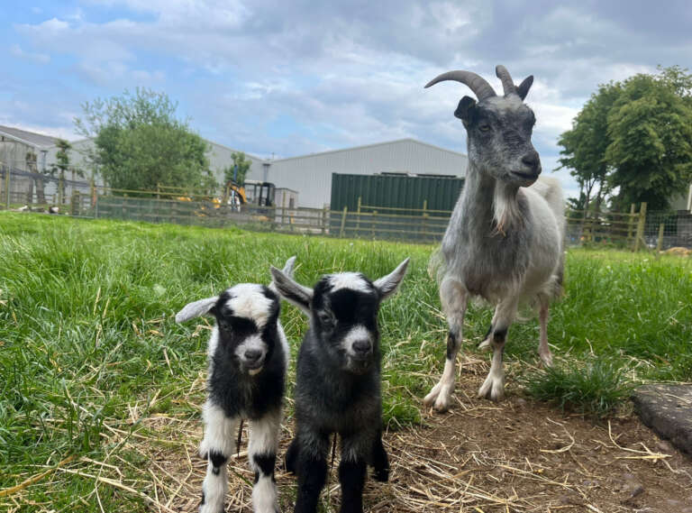 Farmer Sarahs Rare-breed adventure Part 2