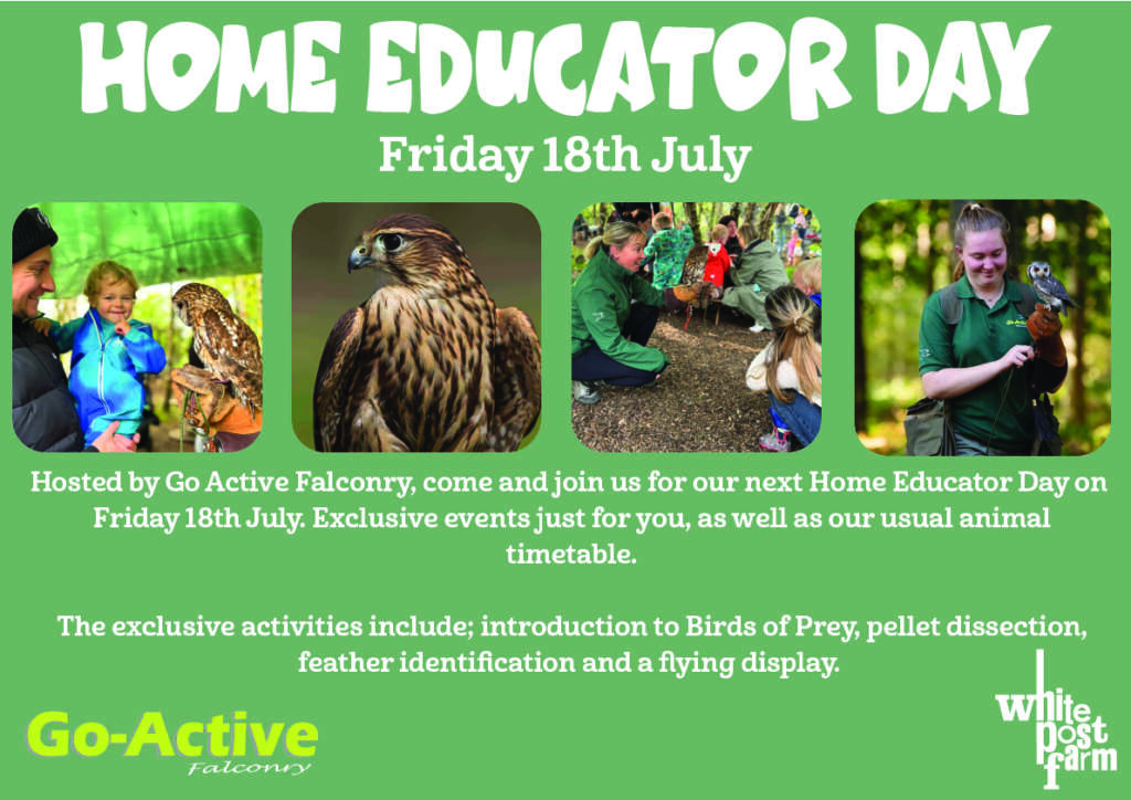 Home Ed Day FALCONRY